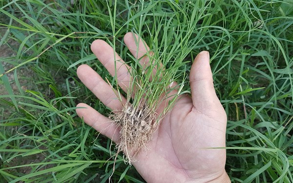 Cỏ Bermuda Grass