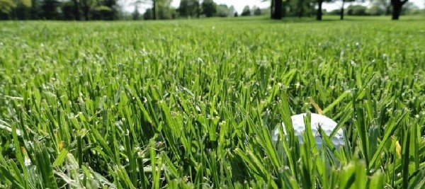 Cỏ Perennial Ryegrass