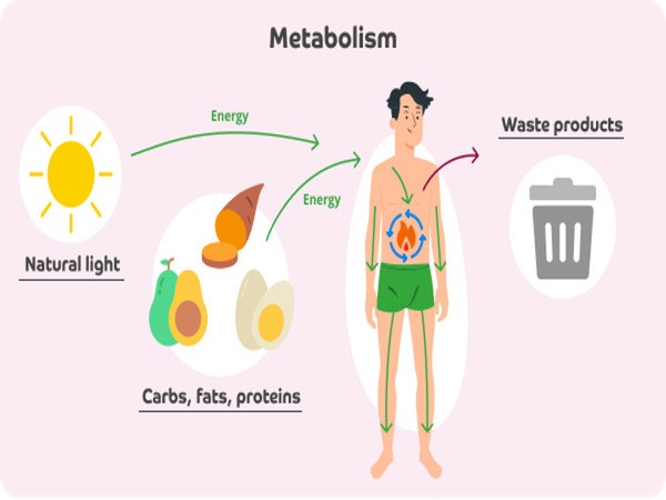 Metabolism làm ảnh hưởng đến cân nặng như thế nào?