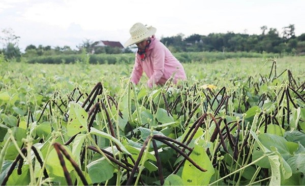 Thực trạng trồng, sản xuất và tiêu thụ đậu xanh ở nước ta