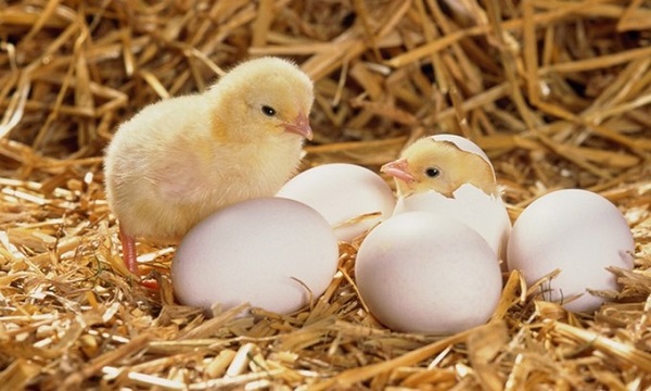 Trứng gà có nhiều kích cỡ khác nhau