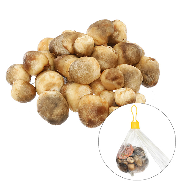 Phân tích thành phần dinh dưỡng: Nấm rơm và hàm lượng protein
