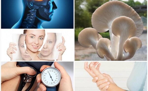 Lợi ích sức khỏe từ protein trong nấm rơm