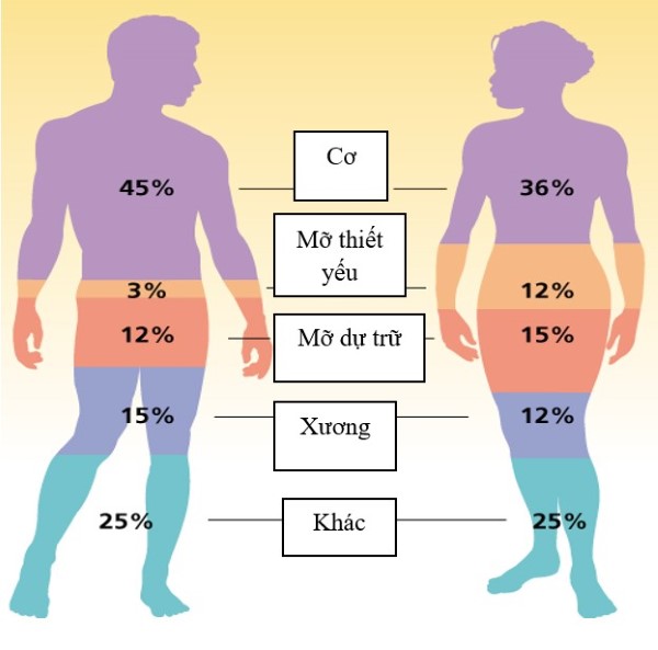 Protein chiếm bao nhiêu phần trăm trong cơ thể?