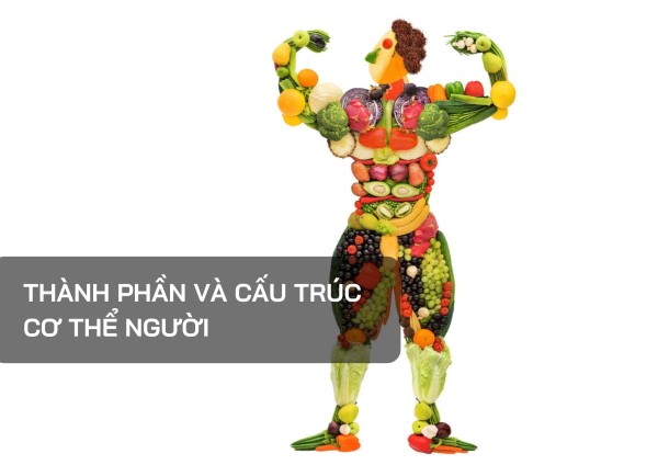 Protein - Thành phần quan trọng cấu tạo nên cơ thể người