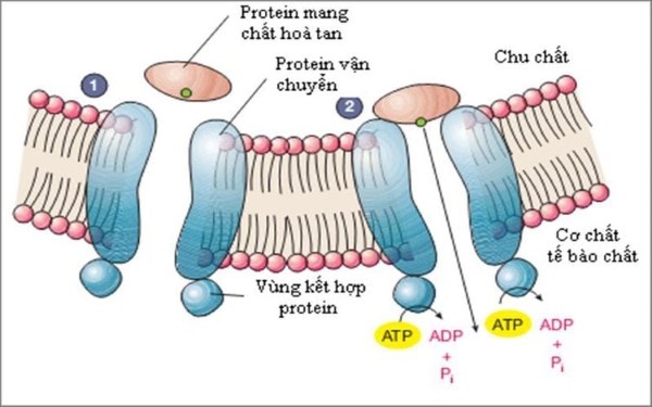 Phân bổ protein trong các mô và cơ quan